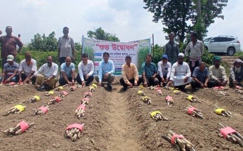 চুয়াডাঙ্গায় কেরু অ্যান্ড কোম্পানির ৯ খামারে একযোগে আখ রোপণ মৌসুমের উদ্বোধন